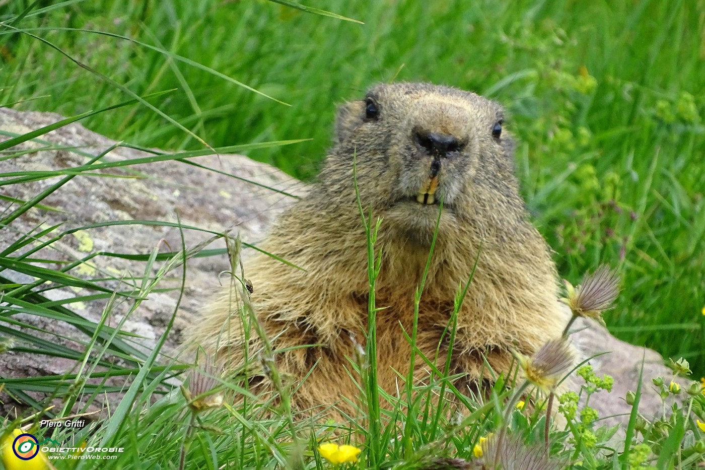 97 La marmotta scruta dalla porta di casa.JPG